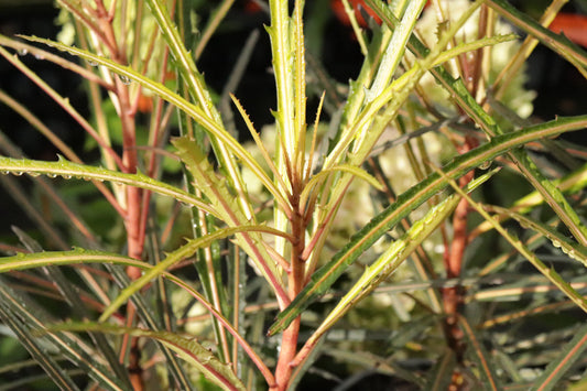 Pseudopanax Fiddlesticks 3