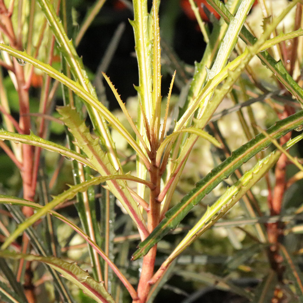 Pseudopanax Fiddlesticks Image