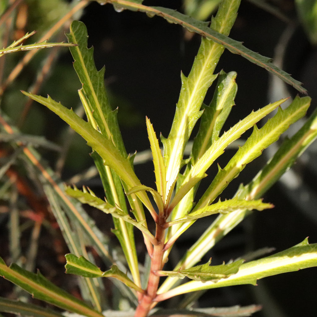 Pseudopanax Fiddlesticks Image