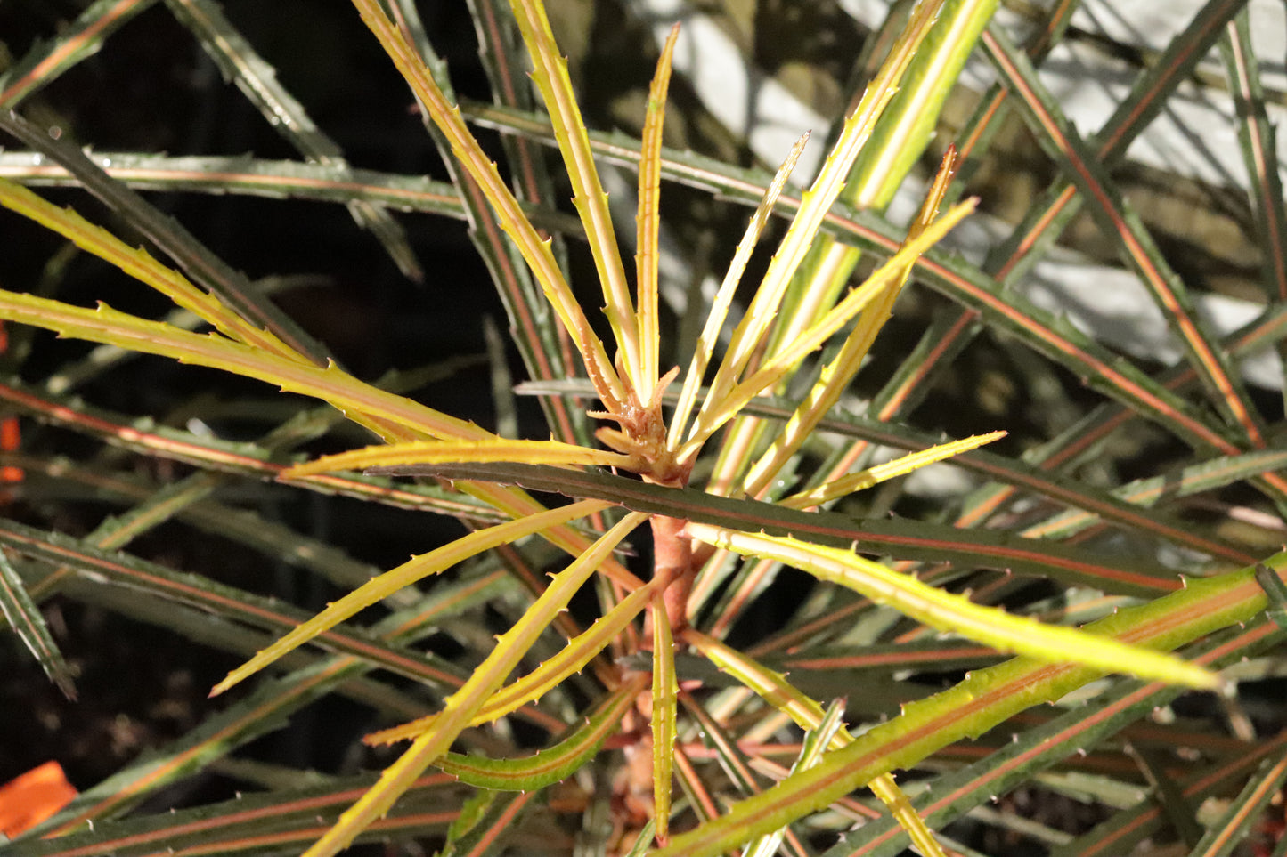 Pseudopanax Fiddlesticks 6