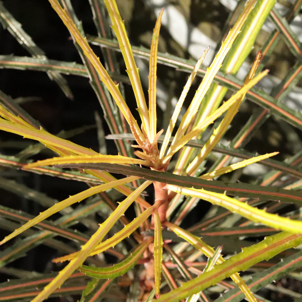 Pseudopanax Fiddlesticks Image