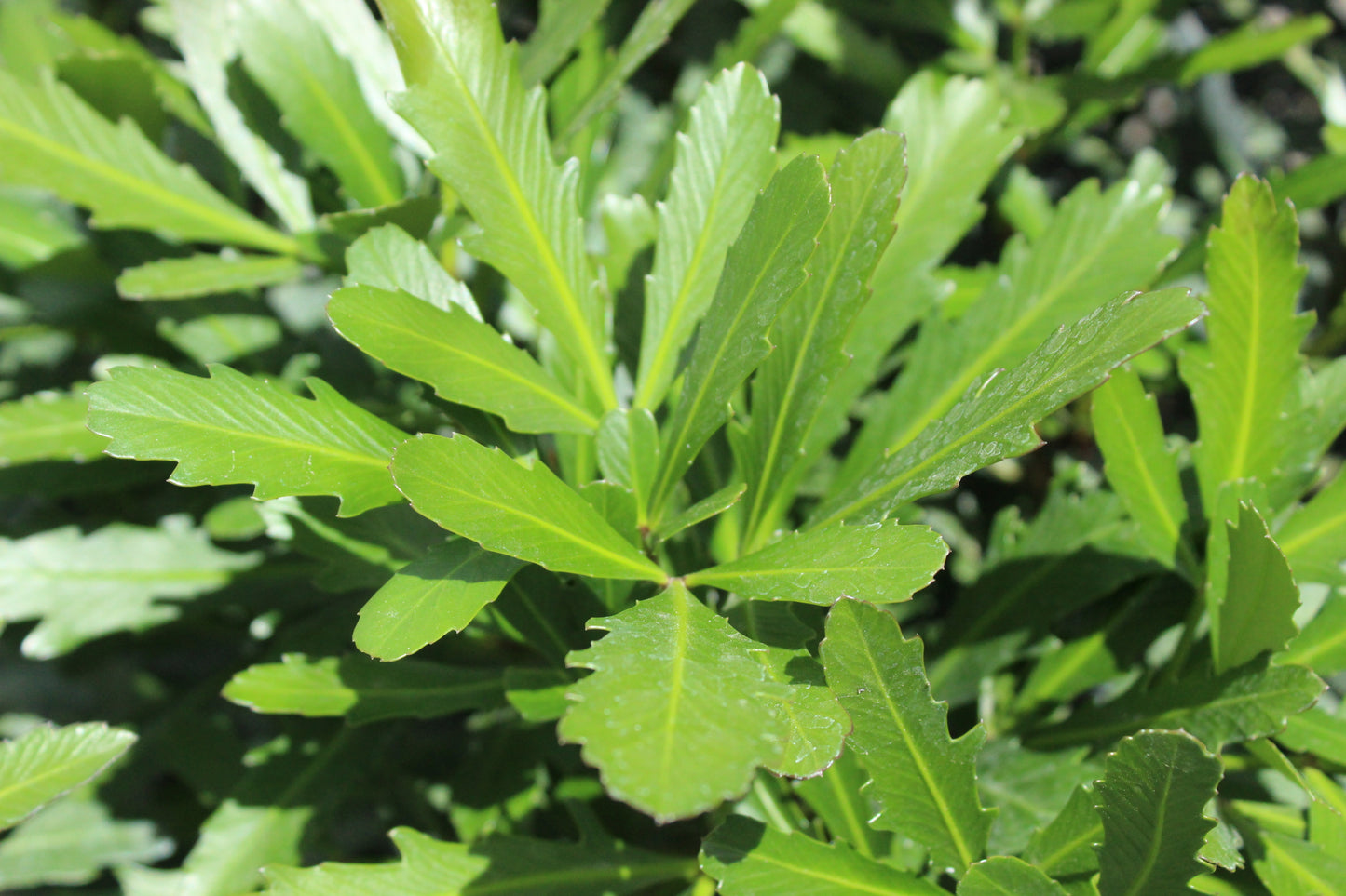 Pseudopanax Jade Fingers