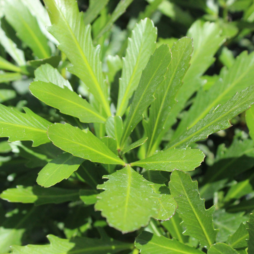 Pseudopanax Jade Fingers Image