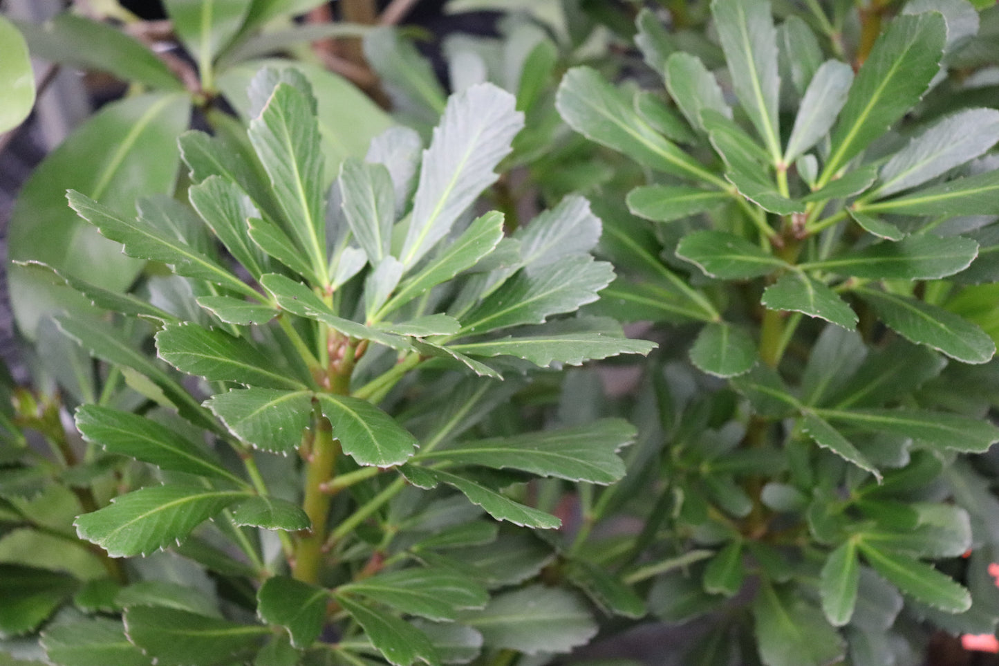 Pseudopanax Jade Fingers 3
