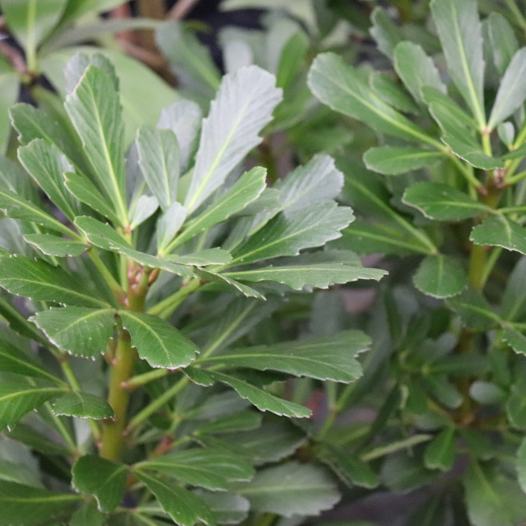 Pseudopanax Jade Fingers Image