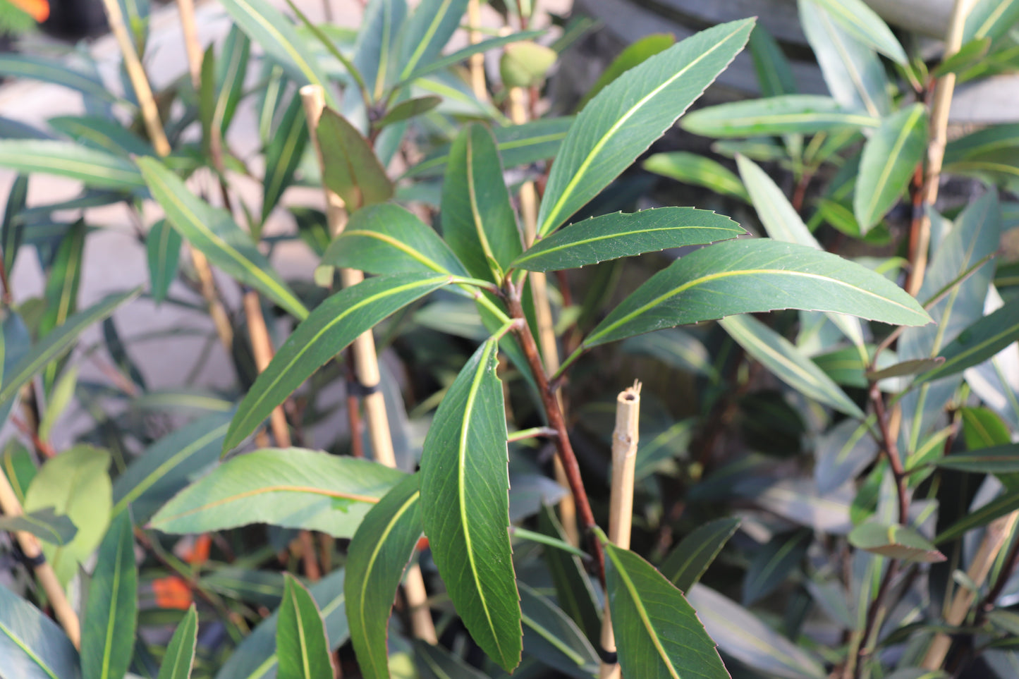 Pseudopanax Sabre
