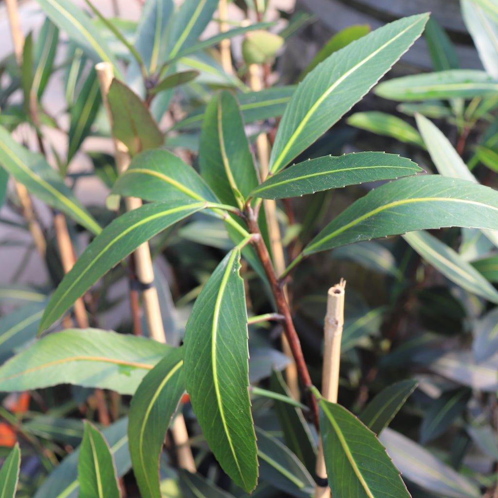 Pseudopanax Sabre Image