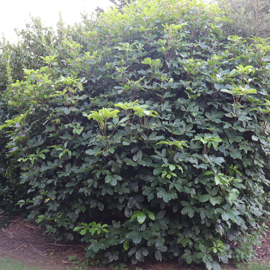 Pseudopanax Cyril Watson Image