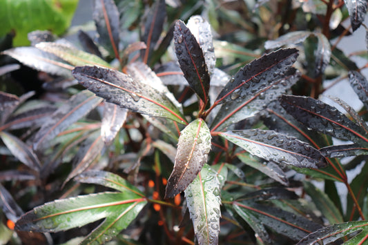 Pseudopanax lessonii Moa's Toe