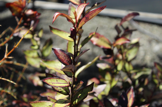 Pseudowintera Moulin Rouge