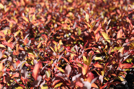 Pseudowintera Red Glow
