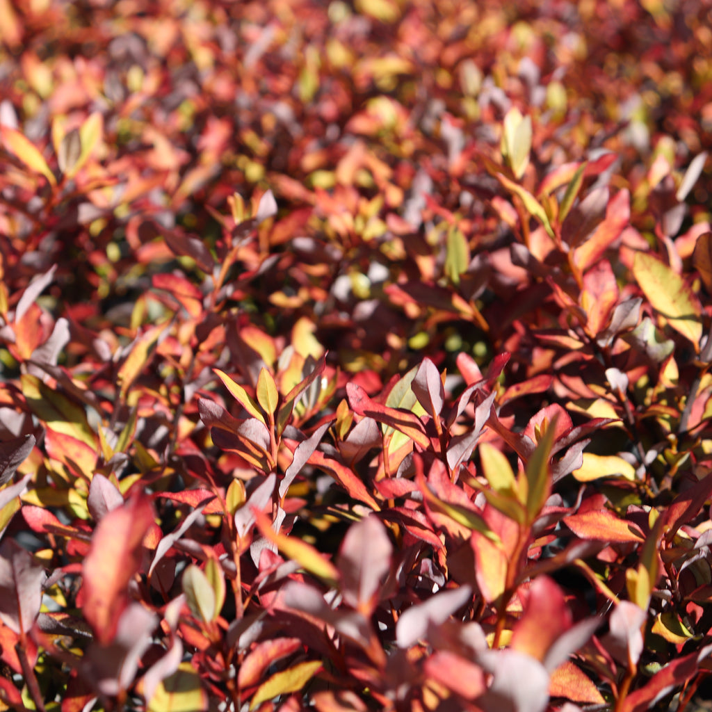 Pseudowintera Red Glow Image