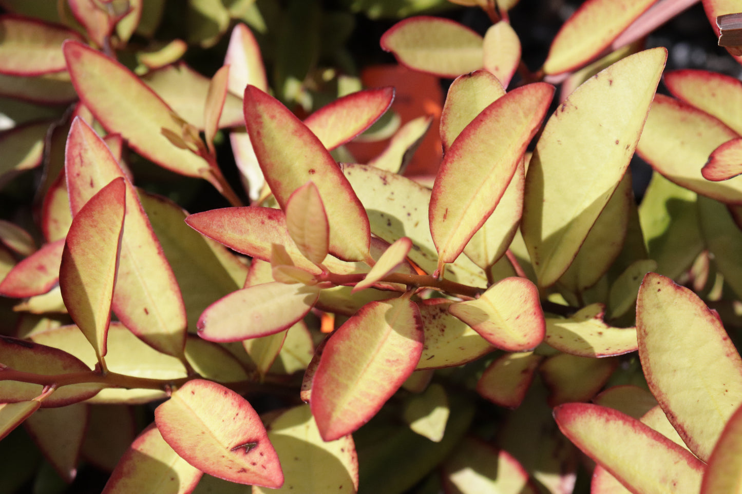 Pseudowintera colorata