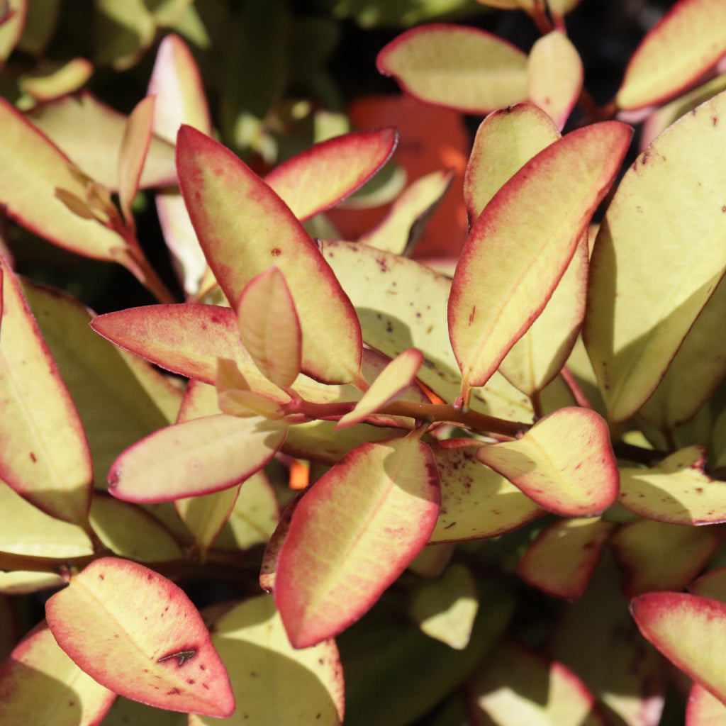 Pseudowintera colorata Image