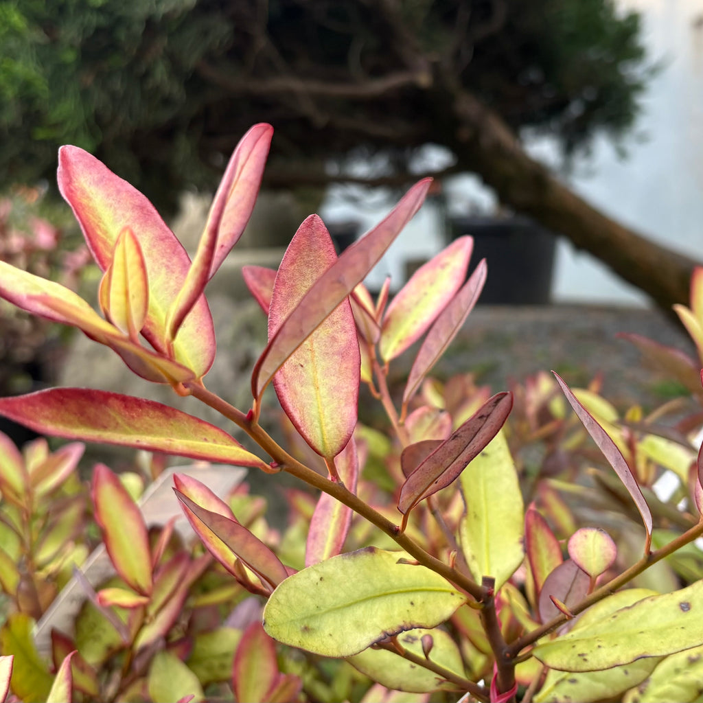 Pseudowintera colorata Image