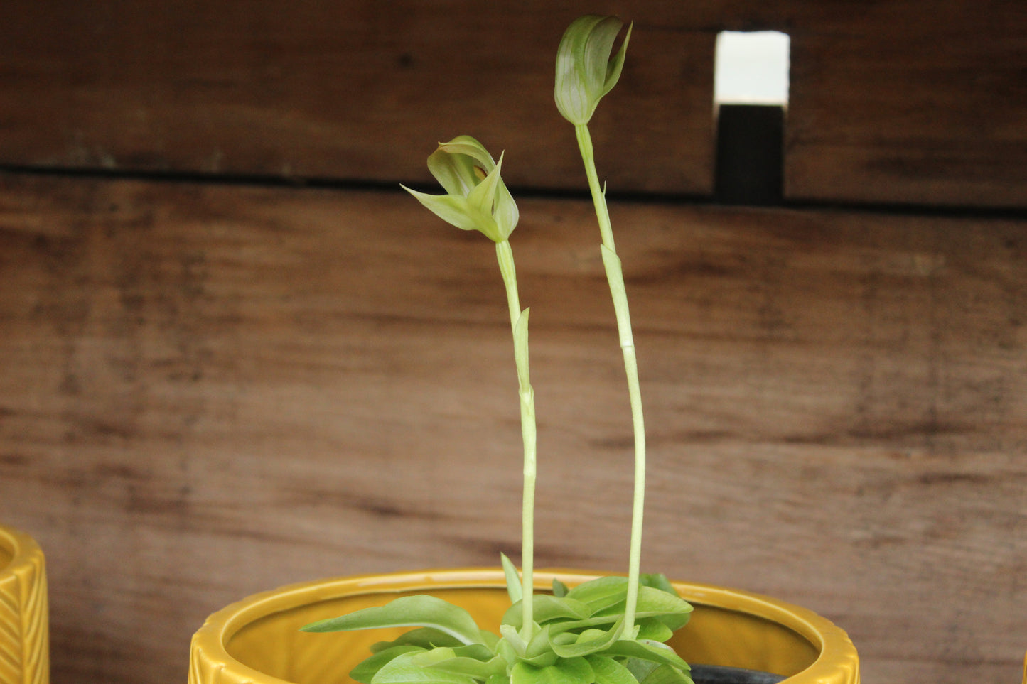 Pterostylis curta