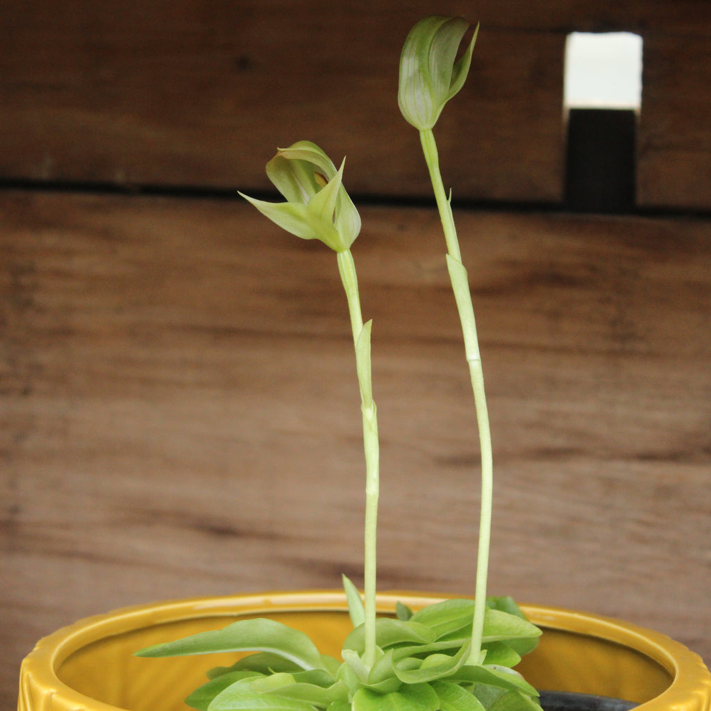 Pterostylis curta Image