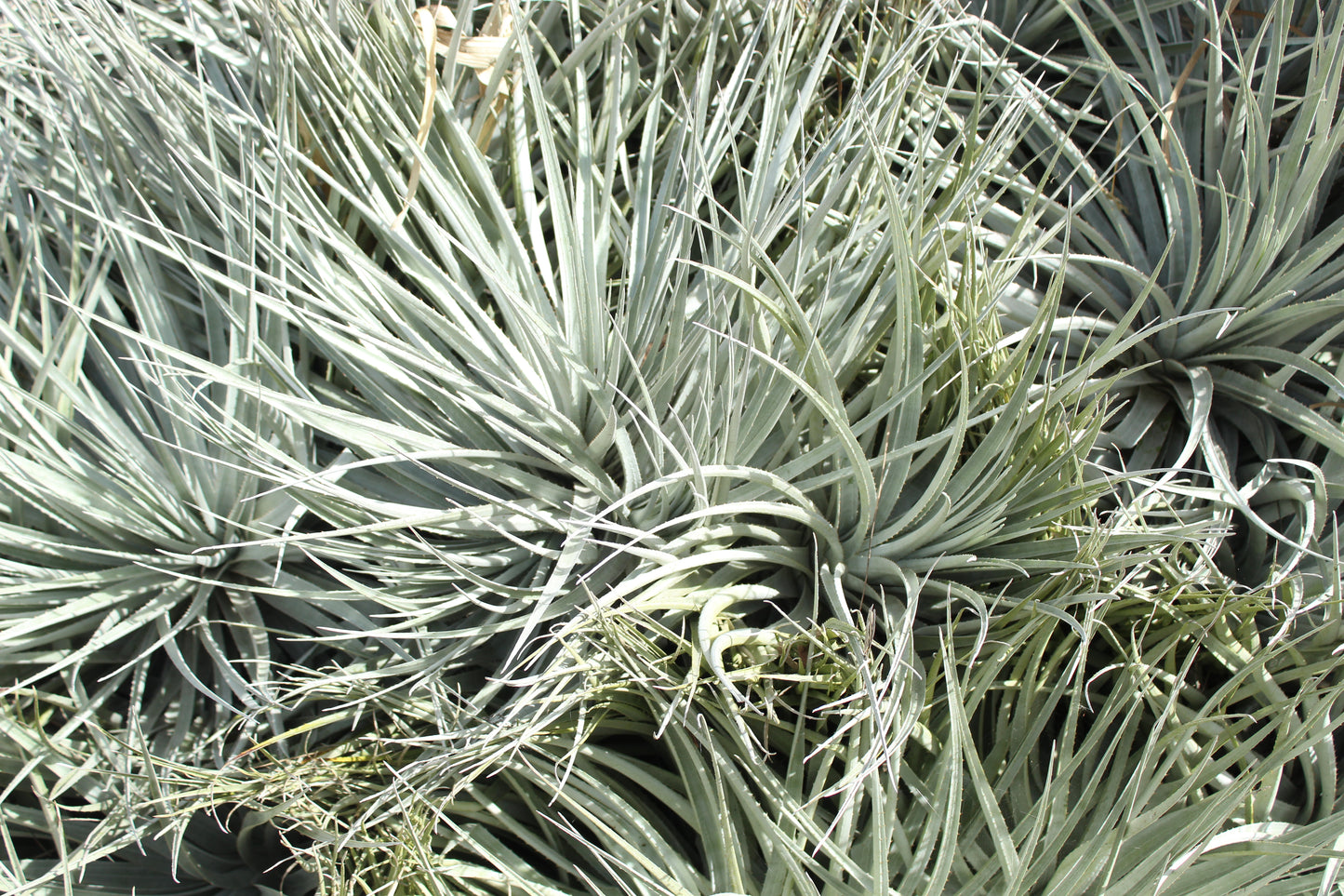 Puya venusta