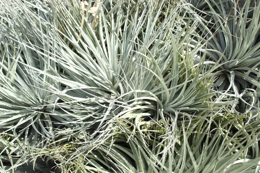 Puya venusta