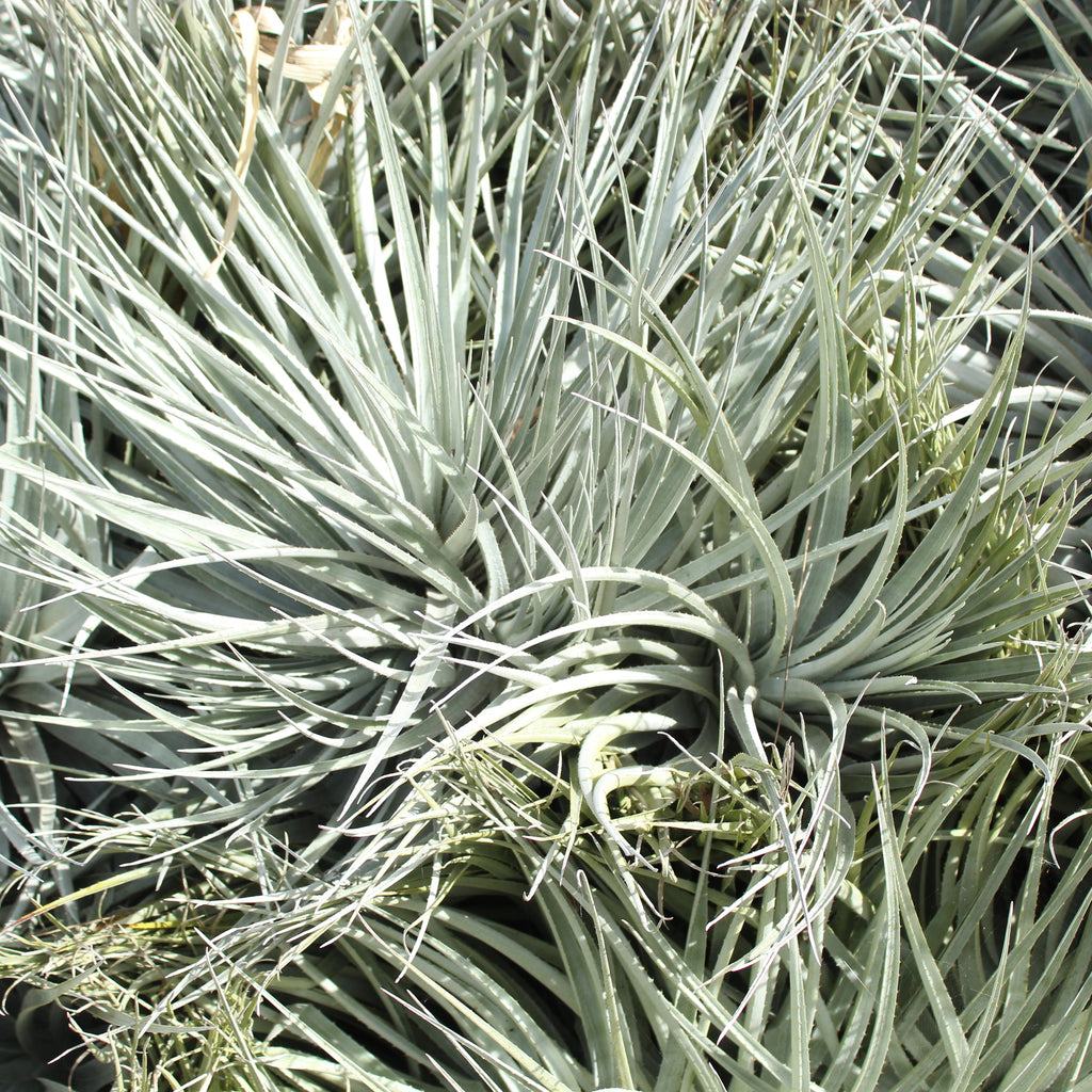 Puya venusta Image