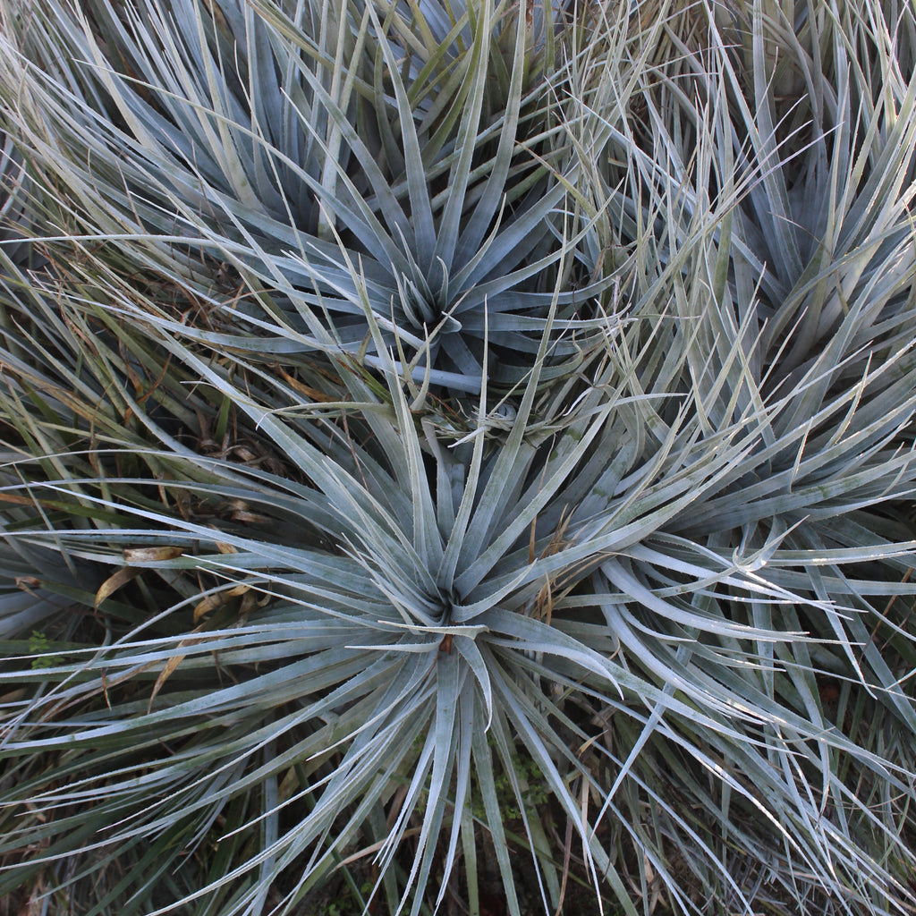 Puya venusta Image
