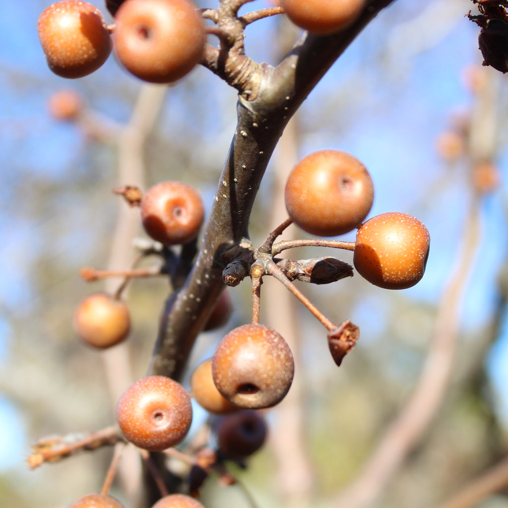 Pyrus calleryana Tawa Tower Image