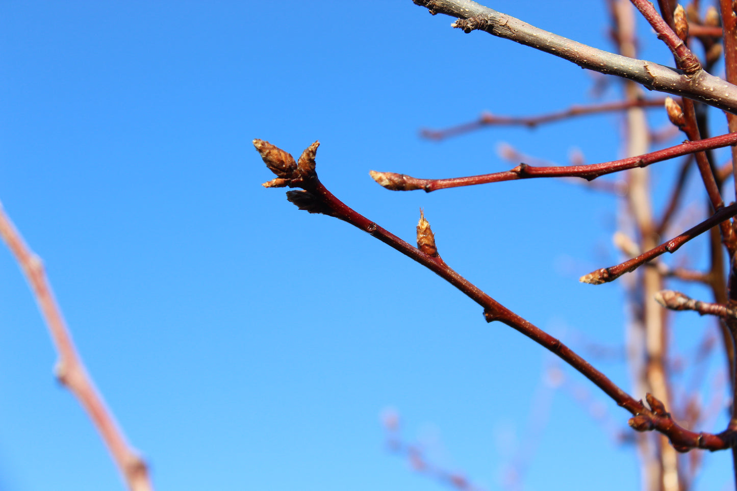 Pyrus calleryana Aristocrat