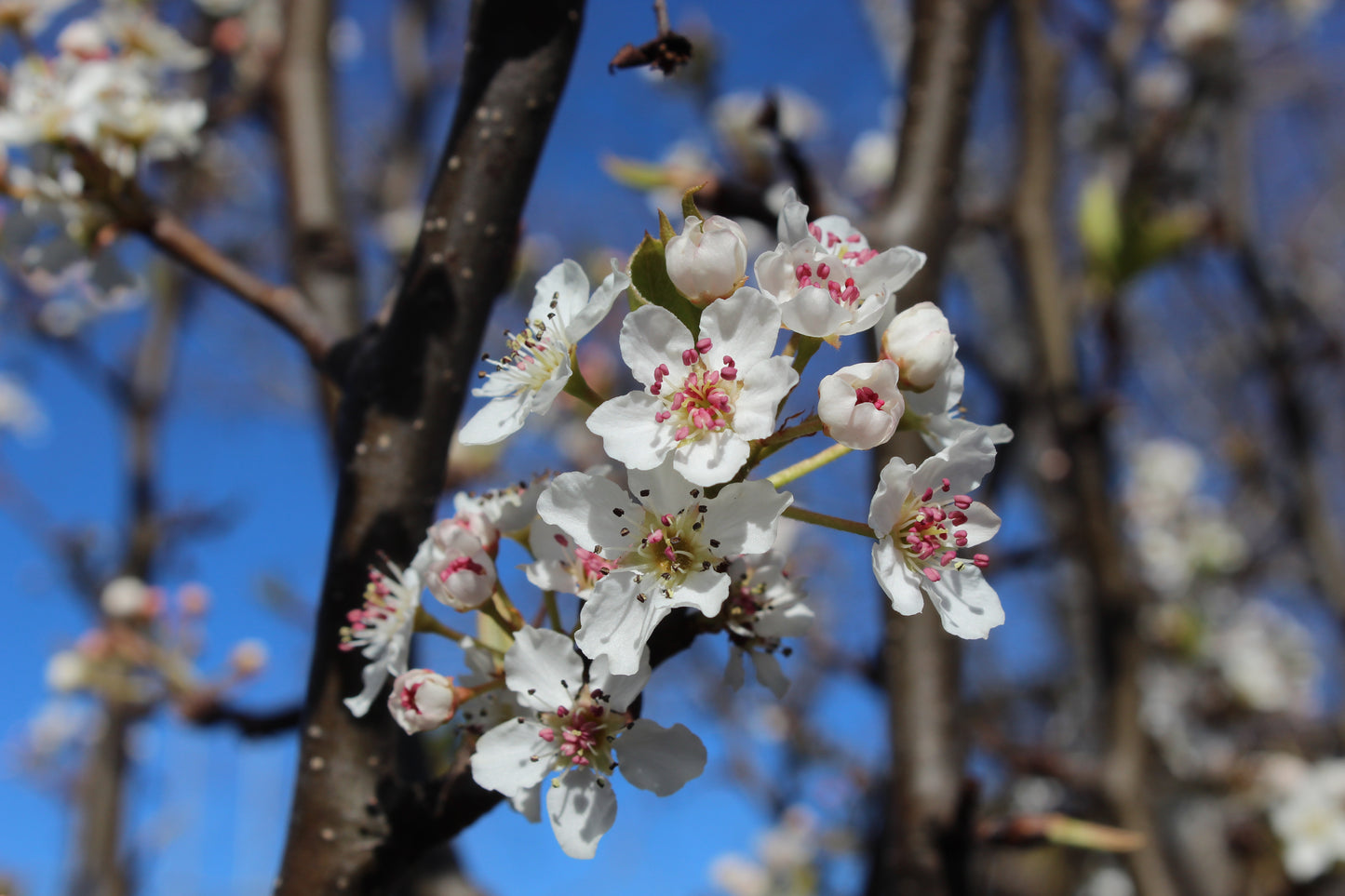 Pyrus calleryana Tawa Tower 2