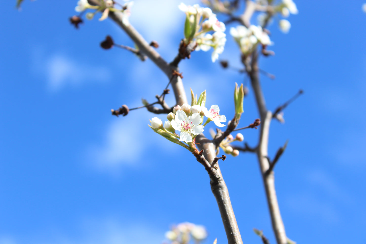 Pyrus calleryana Tawa Tower 3