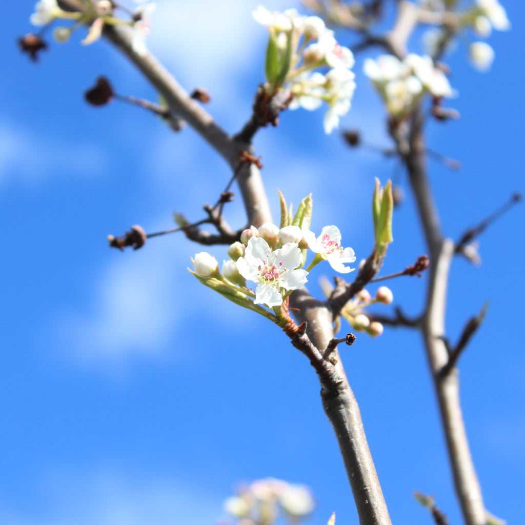 Pyrus calleryana Tawa Tower Image