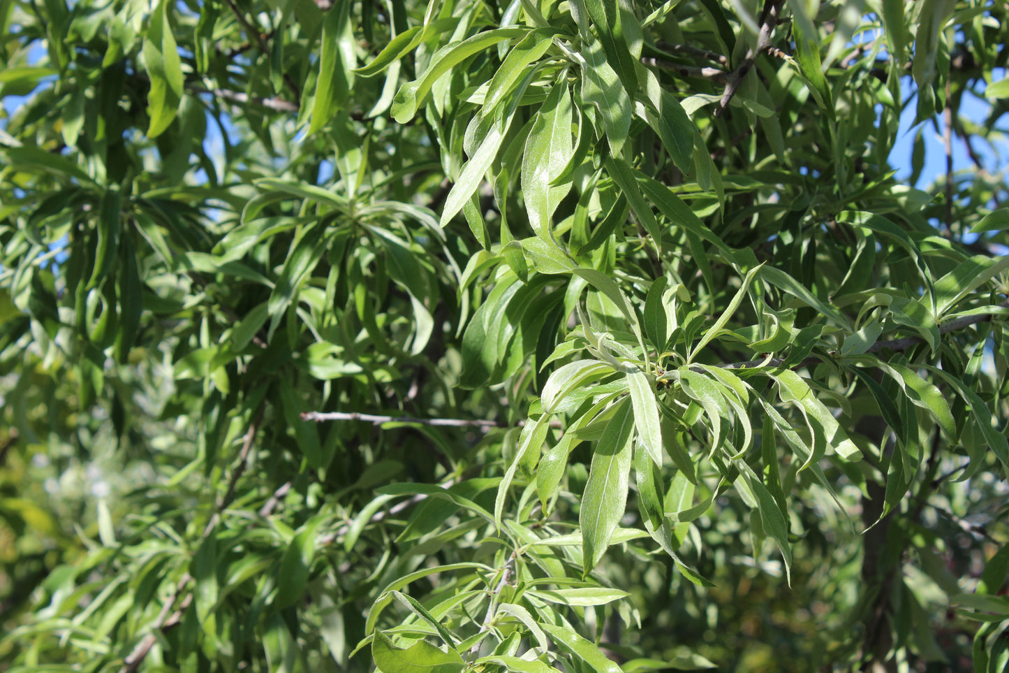 Pyrus salicifolia Pendula
