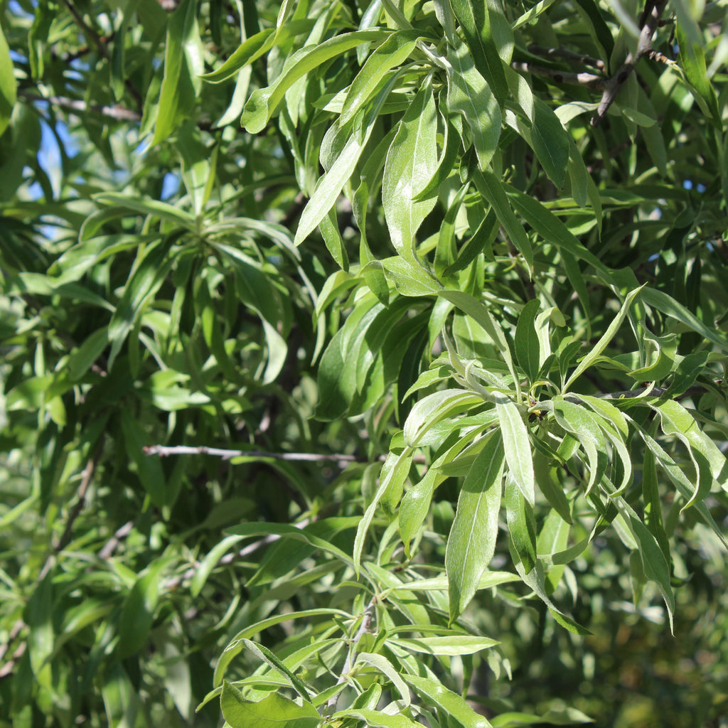 Pyrus salicifolia Pendula Image
