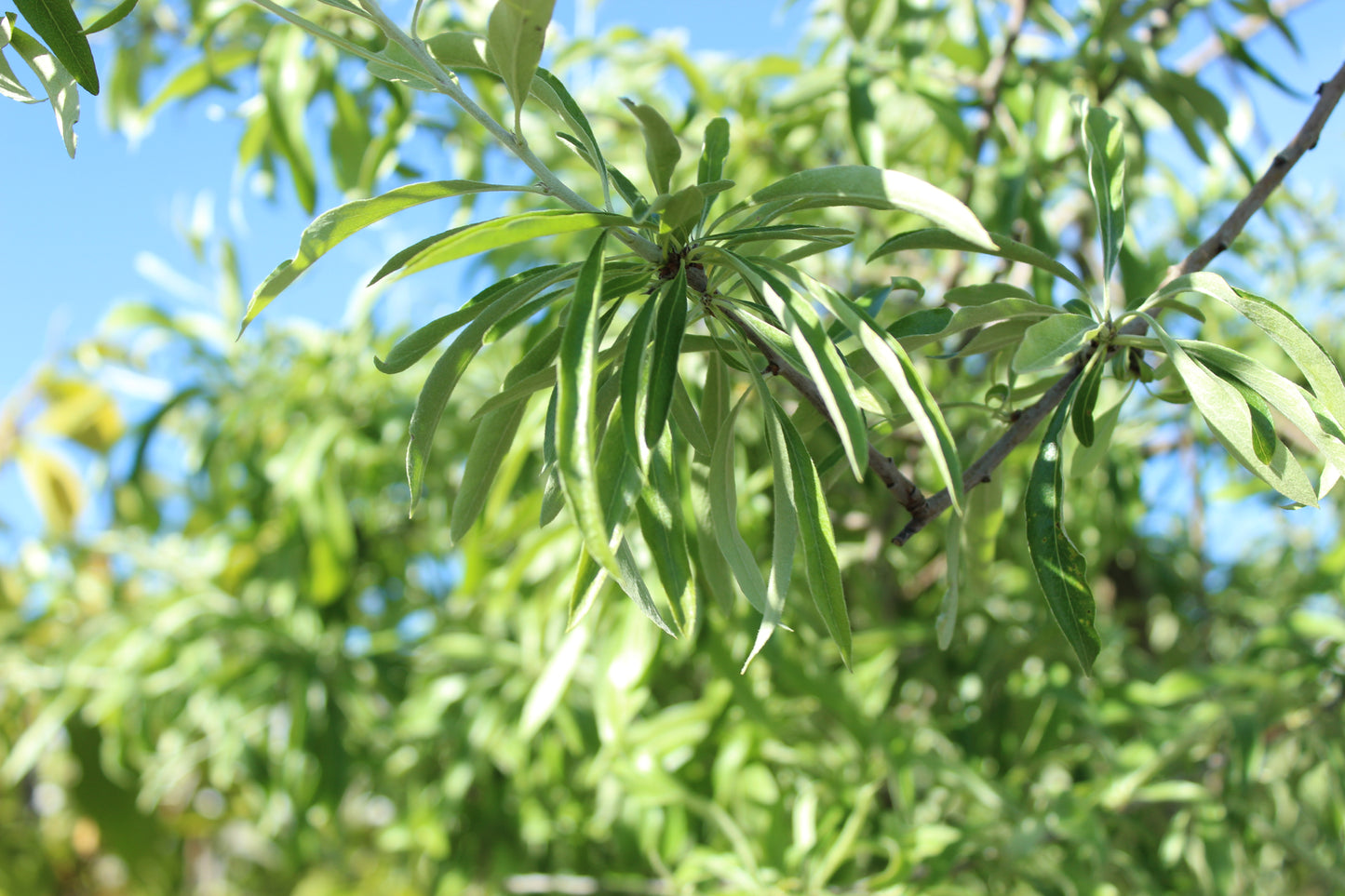 Pyrus salicifolia Pendula 2