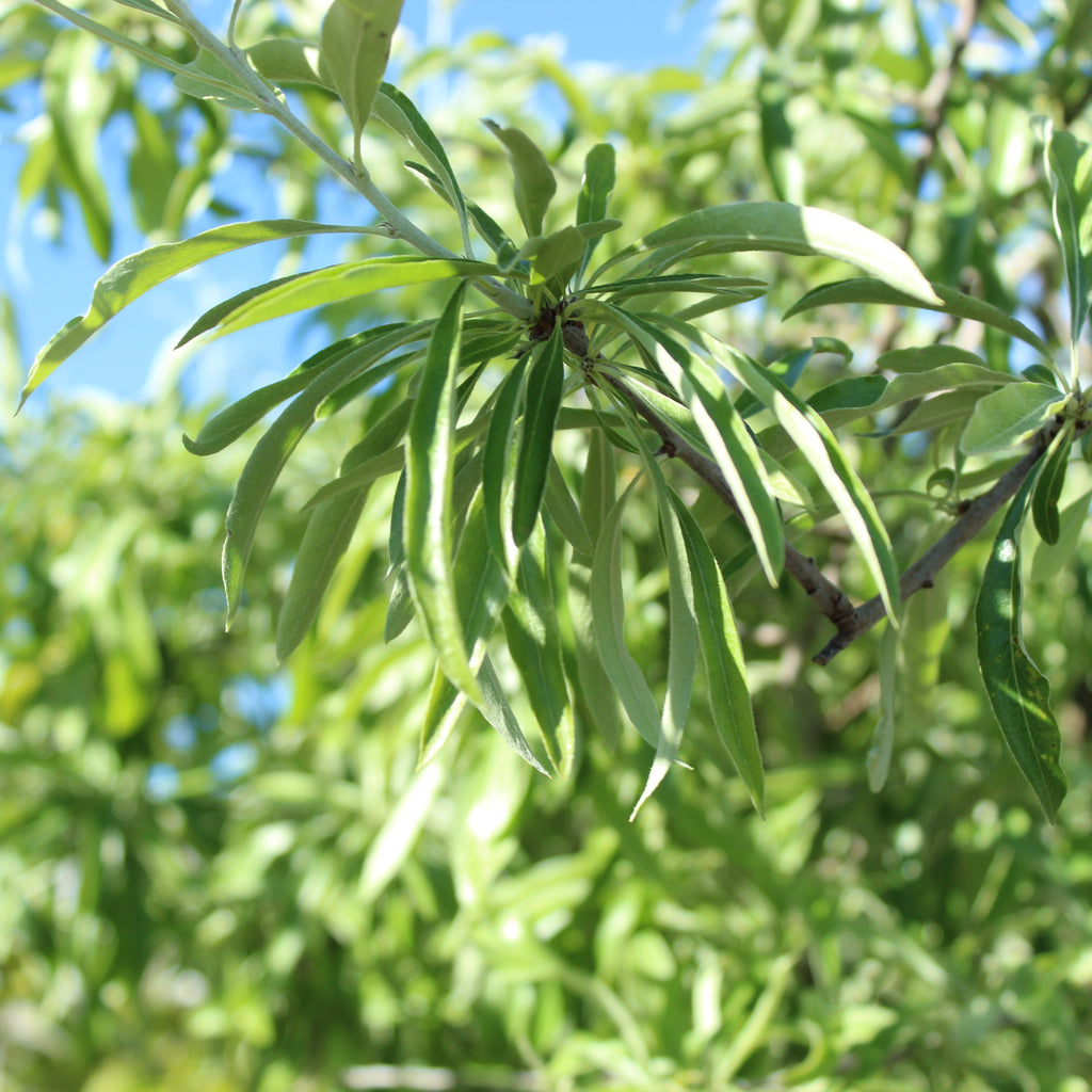 Pyrus salicifolia Pendula Image