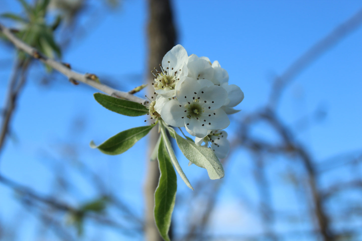 Pyrus salicifolia Pendula flower