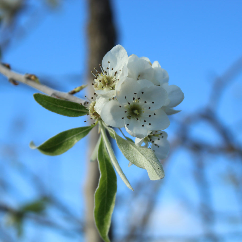 Pyrus salicifolia Pendula Image