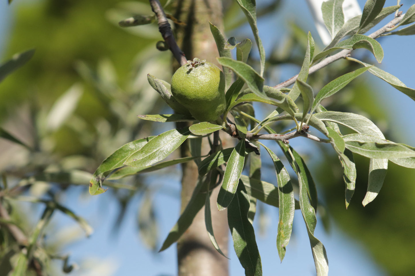 Pyrus salicifolia Pendula pear