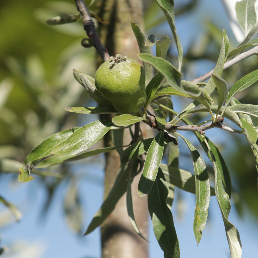 Pyrus salicifolia Pendula Image
