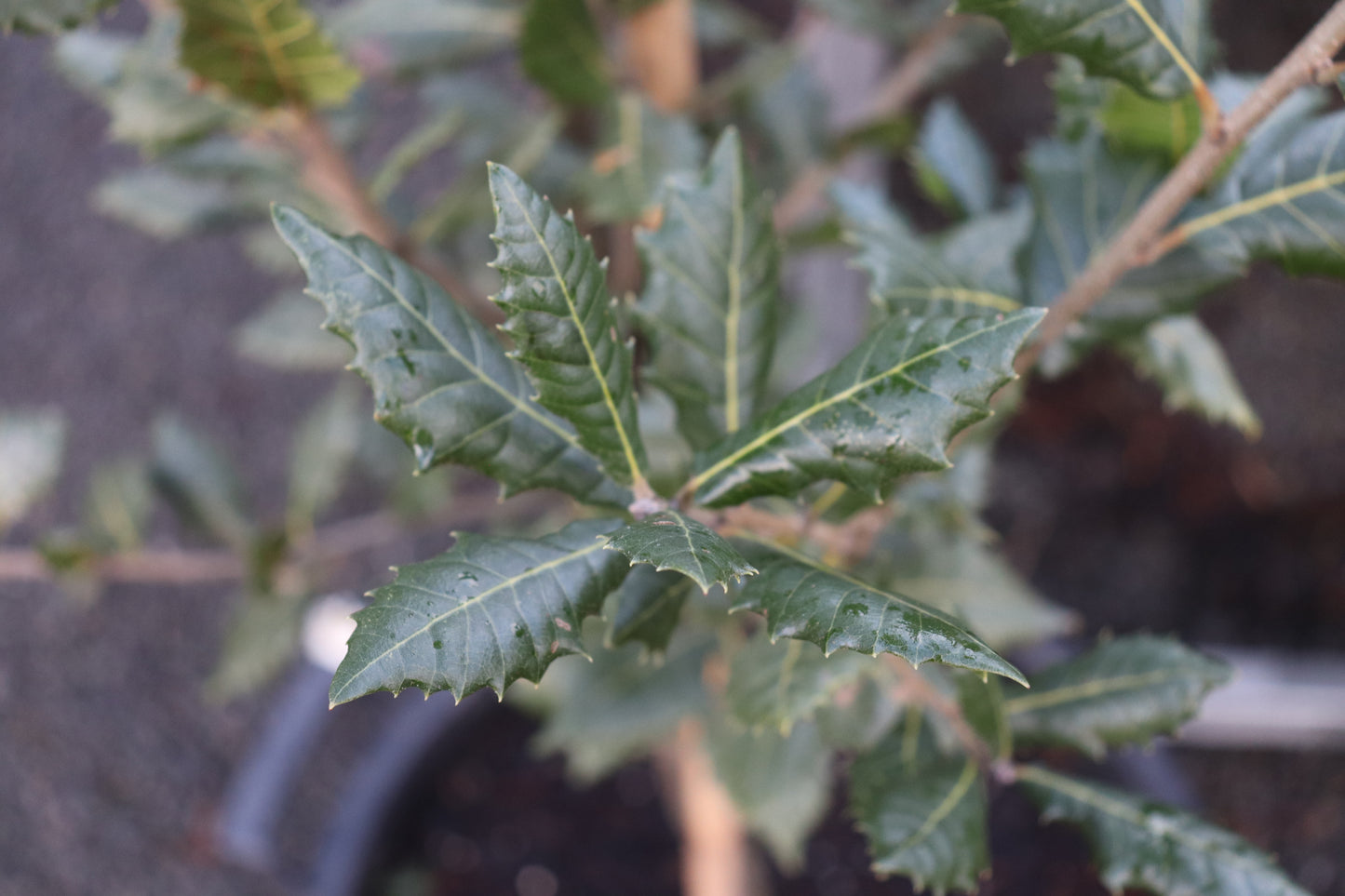 Quercus Ilex