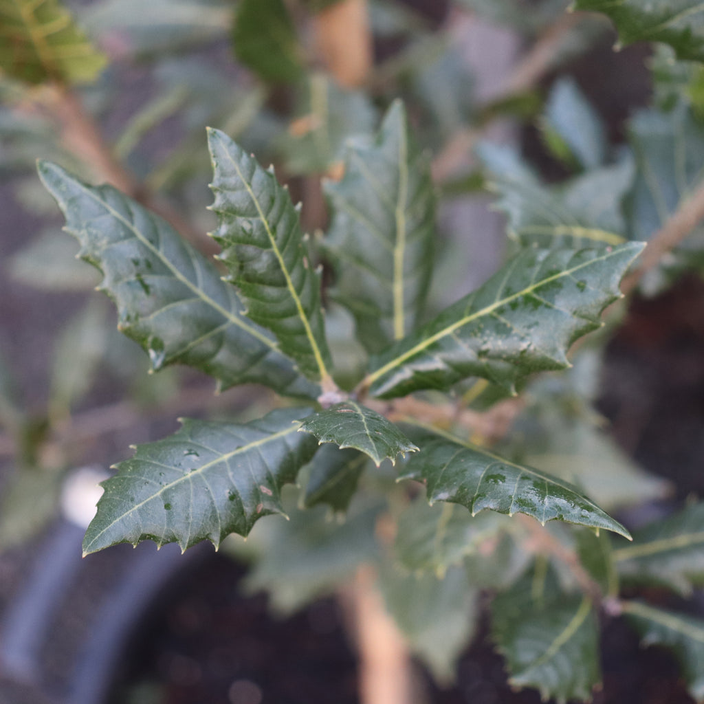 Quercus Ilex Image