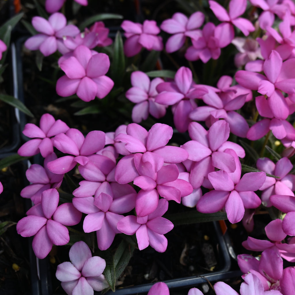 Rhodohypoxis Fred Broome Image