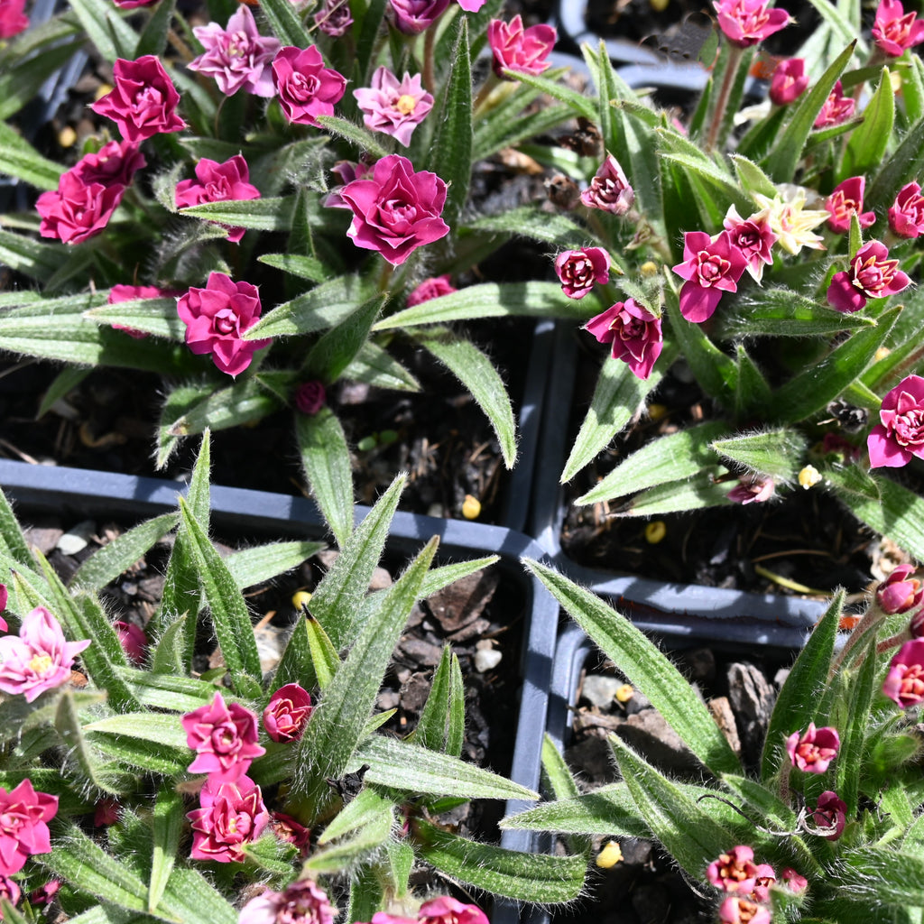 Rhodohypoxis Kiwi Red Image