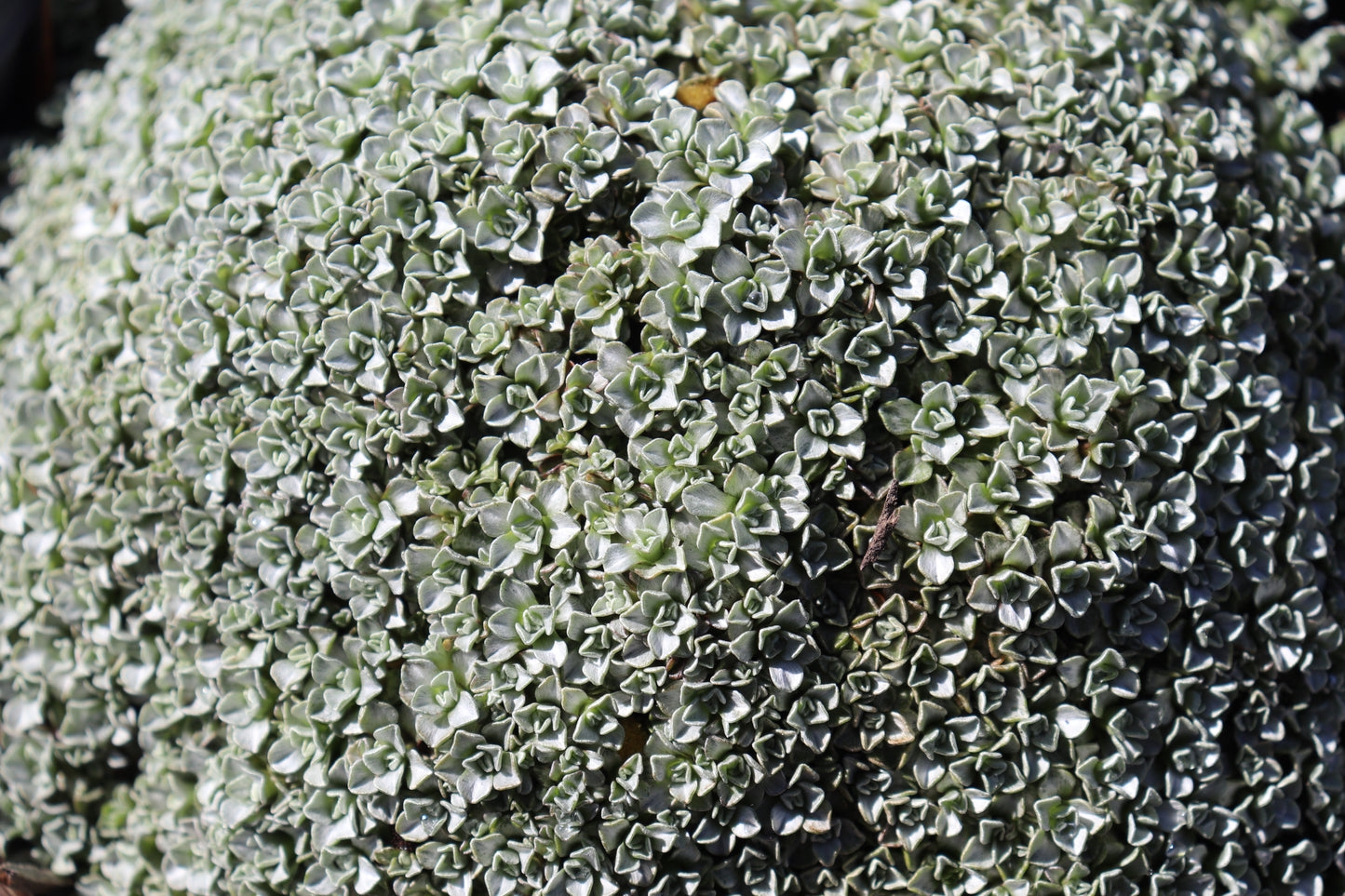 Raoulia hookeri 2