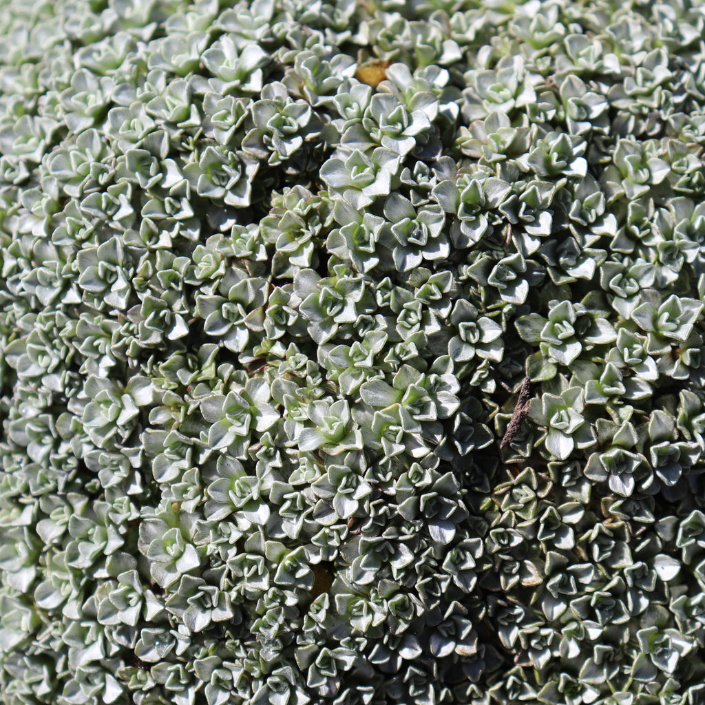 Raoulia hookeri Image
