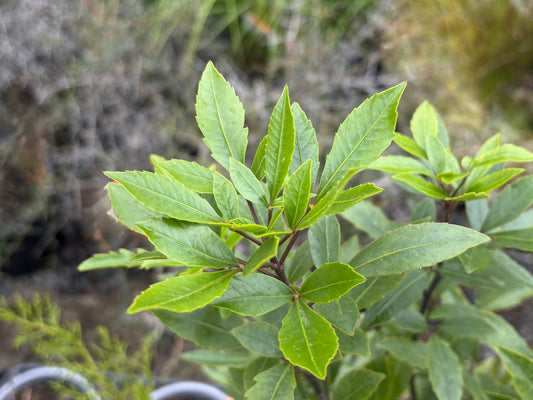 Raukaua simplex
