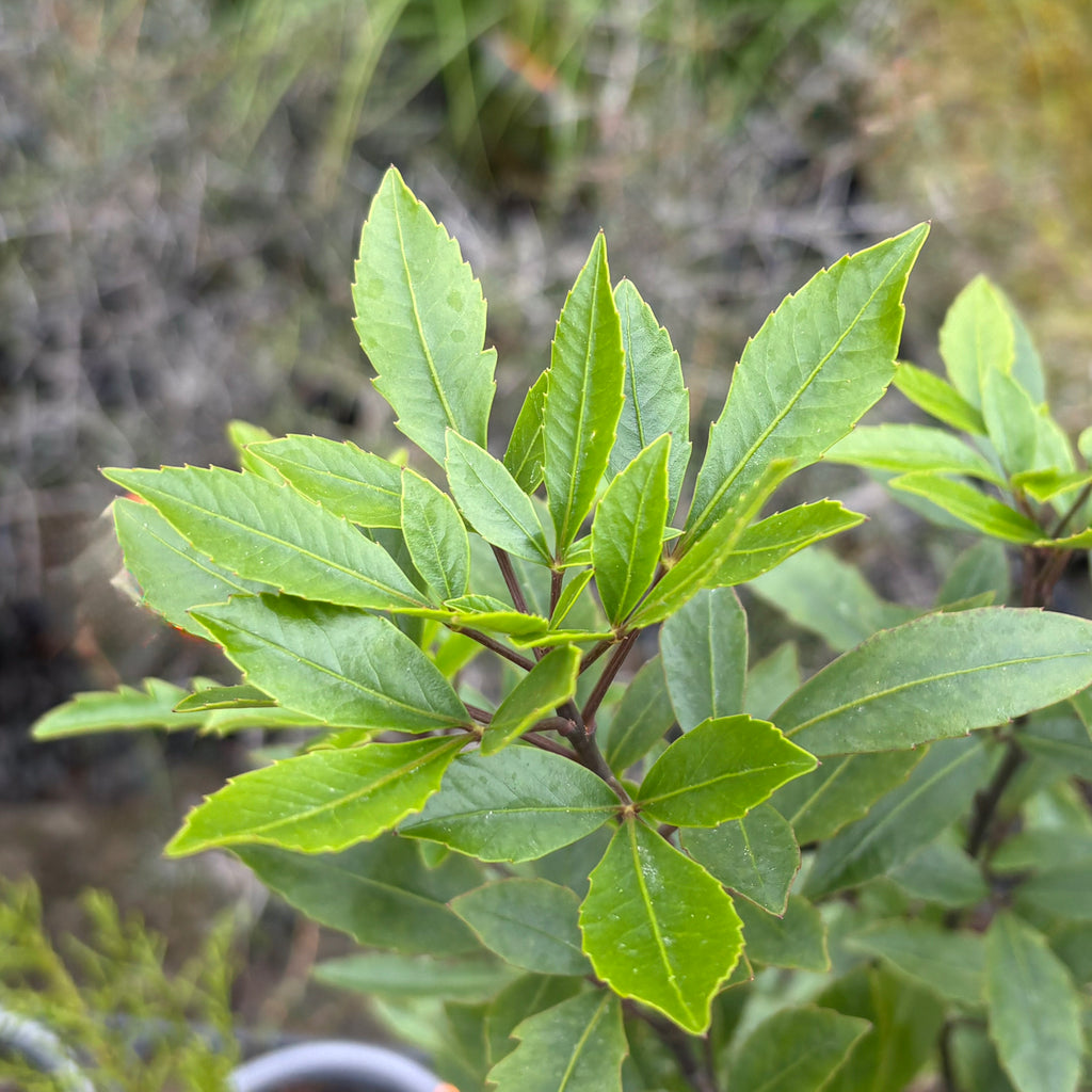 Raukaua simplex Image
