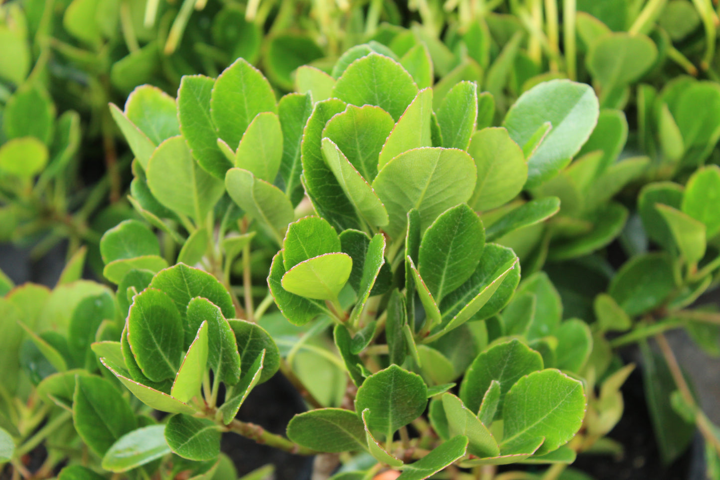 Rhaphiolepis Oriental Pearl