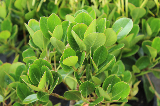 Rhaphiolepis Oriental Pearl