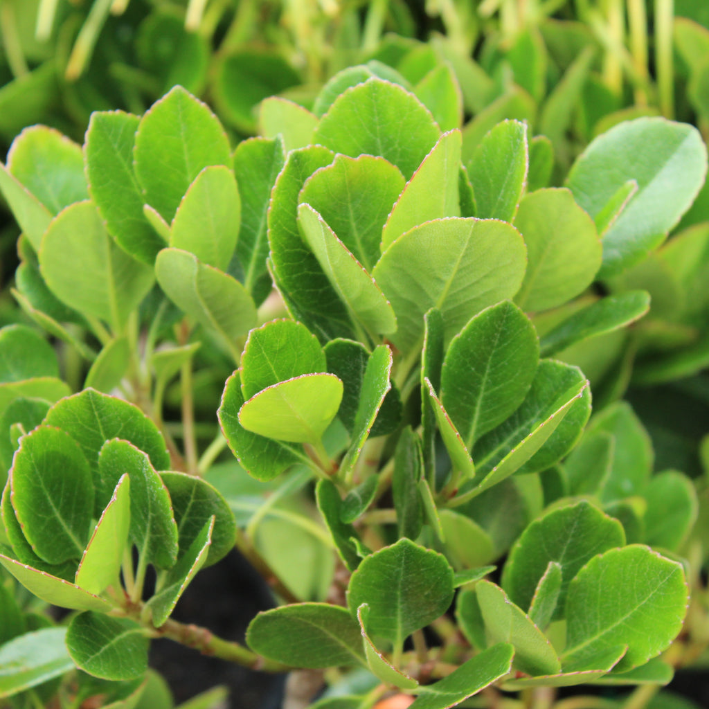 Rhaphiolepis Oriental Pearl Image