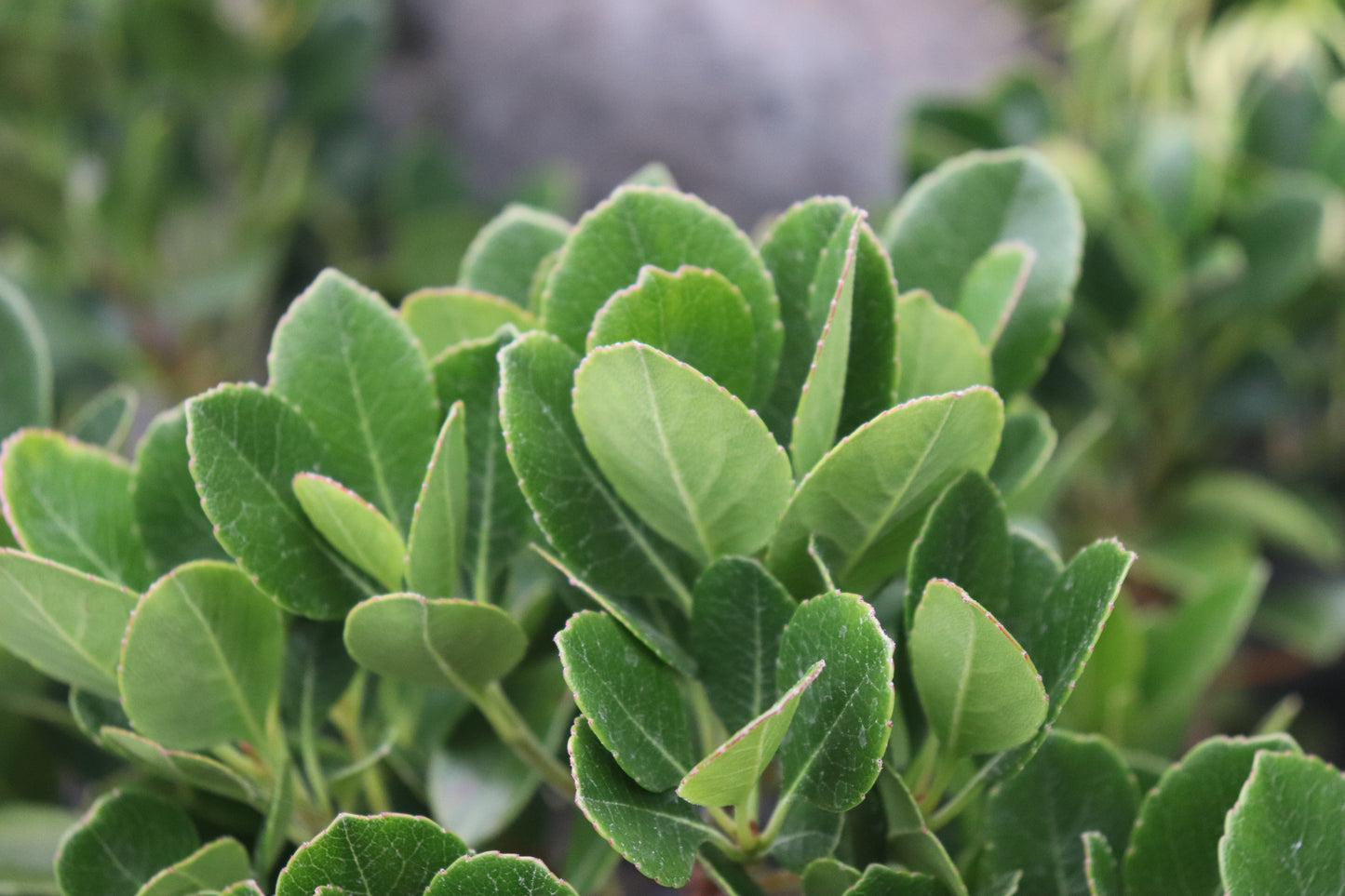 Rhaphiolepis Oriental Pearl 2